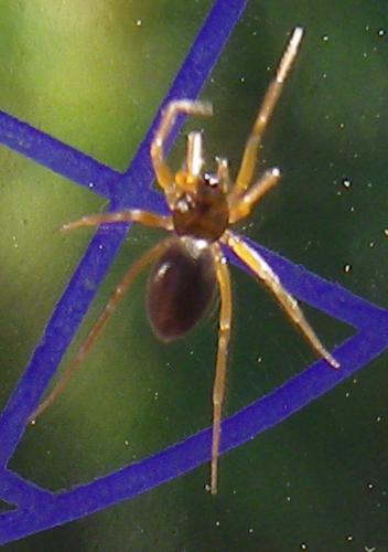 Réf. 273 696 : Oedothorax sp.